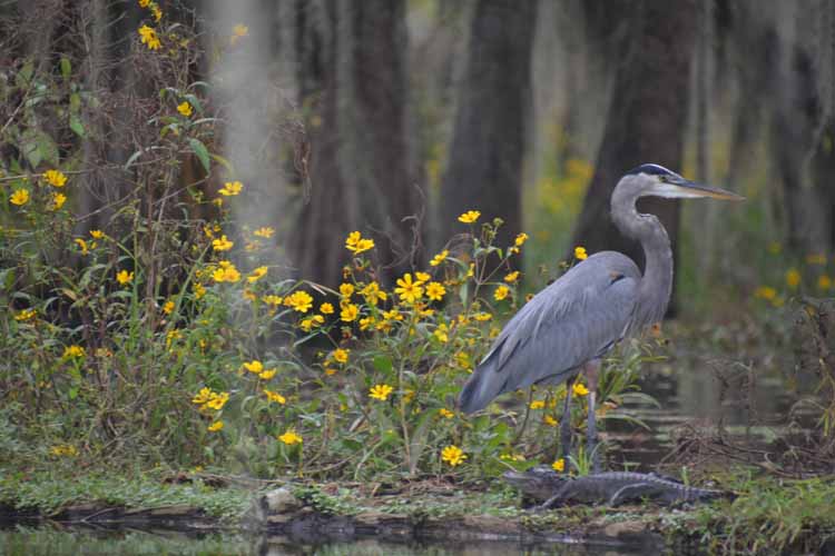 great blue heron and gator